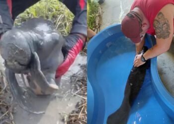 Filhote de peixe-boi ‘encalha’ na lama e é salvo por pilotos de motocross em Parintins