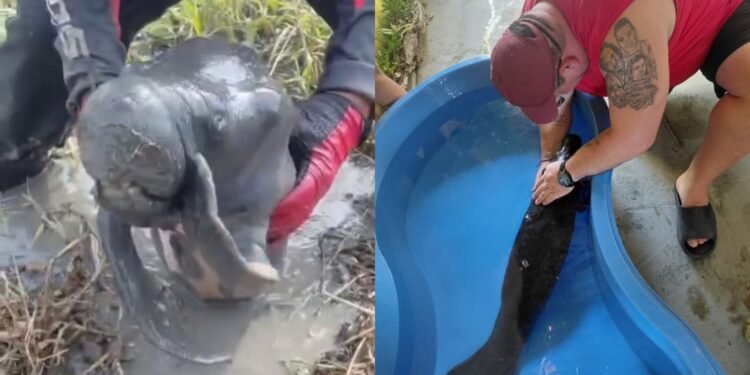 Filhote de peixe-boi ‘encalha’ na lama e é salvo por pilotos de motocross em Parintins