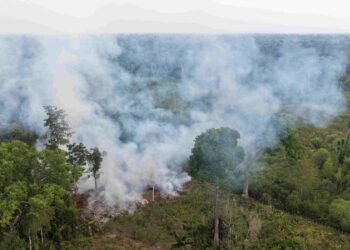 Ipaam multa proprietário de terreno em R$ 15 mil após flagrante de queimada no Careiro