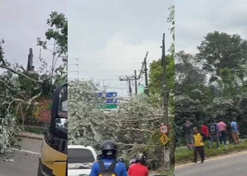 Árvore cai durante derrubada em terreno particular e atinge motociclista em Manaus - (Foto: Reprodução/Redes Sociais)