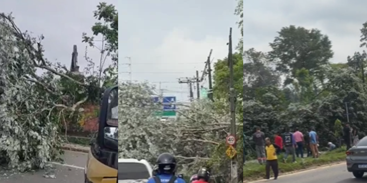 Árvore cai durante derrubada em terreno particular e atinge motociclista em Manaus - (Foto: Reprodução/Redes Sociais)