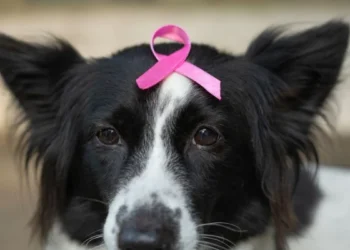 Outubro Rosa Pet: saiba reconhecer os sinais do câncer de mama em cães e gatos