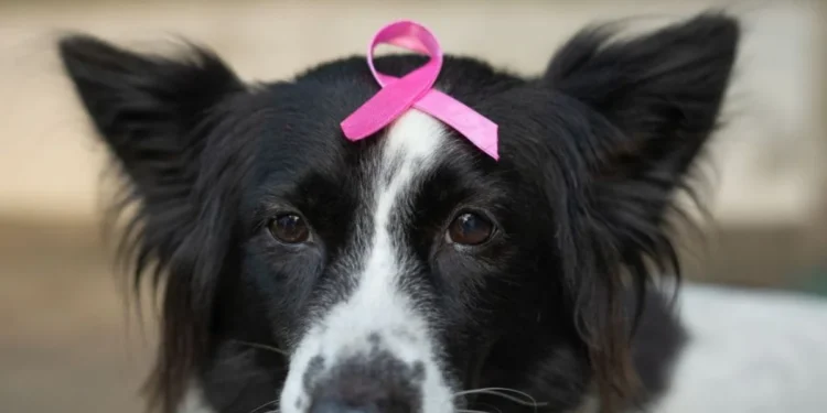 Outubro Rosa Pet: saiba reconhecer os sinais do câncer de mama em cães e gatos