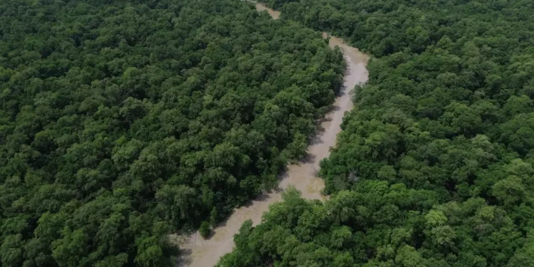 Desmatamento cai 41,8% na Amazônia e 23,8% no Cerrado em um ano