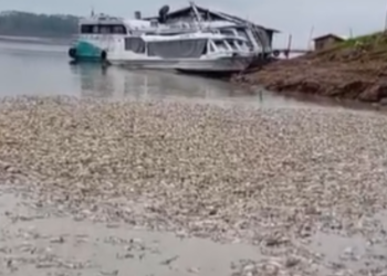 Seca deixa milhares de peixes mortos na zona rural de Manacapuru
