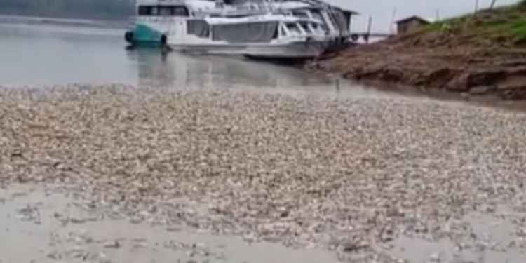 Seca deixa milhares de peixes mortos na zona rural de Manacapuru