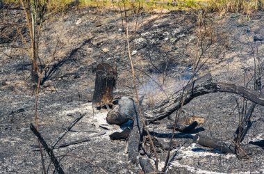 Fumaça volta a cobrir Manaus: o que leis, projetos e ações públicas preveem contra as queimadas? - (Foto: Hernani Gabriel/Rios de Notícias)