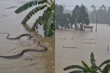 Enchentes na China provocam fuga de cerca de 900 serpentes e colocam moradores em alerta - (Fotos: Reprodução/ Redes sociais)