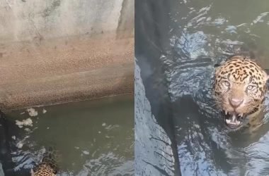 Onça-pintada é resgatada após ficar presa em canal de hidrelétrica - (Foto: Reprodução/ Redes sociais)
