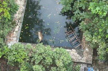 Segunda capivara morre afogada em piscina de casa abandonada em Manaus