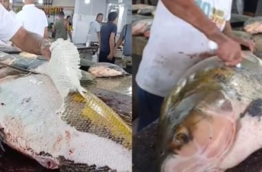 Tambaqui gigante Coari
