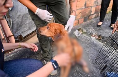 Homem é preso por maus-tratos contra cães encontrados em situação de abandono no Alvorada, em Manaus - (Reprodução/ Dema)