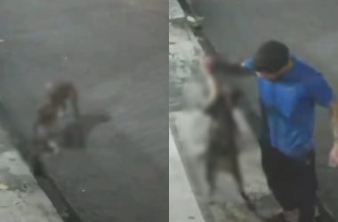 Vídeo mostra pitbull matando gato enquanto tutor apenas observa ataque em Manaus - (Foto: Reprodução/ Redes sociais)