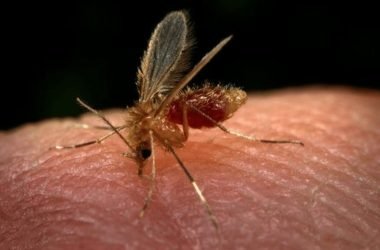 Casos de leishmaniose aumentam quase 20% no Amazonas em 2026