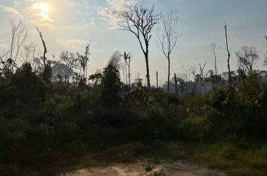 MPAM processa pai e filho por incêndio que atingiu quase 800 hectares em Manicoré - (Foto: Divulgação/MPAM)