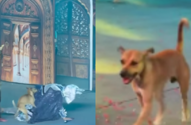 Cachorro caramelo chama atenção do público em Manaus - (Foto: Reprodução/Manaus)