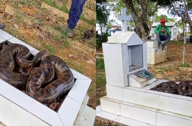 Cobra é encontrada em sepulturas no Cemitério - (Foto: Reprodução/Redes Sociais)